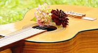 guitar, string instrument, plucked string instruments, musical instrument, cuatro wallpaper