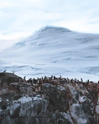 A colony of penguins perched on rocky terrain beneath a snowy glacier and mountain range.