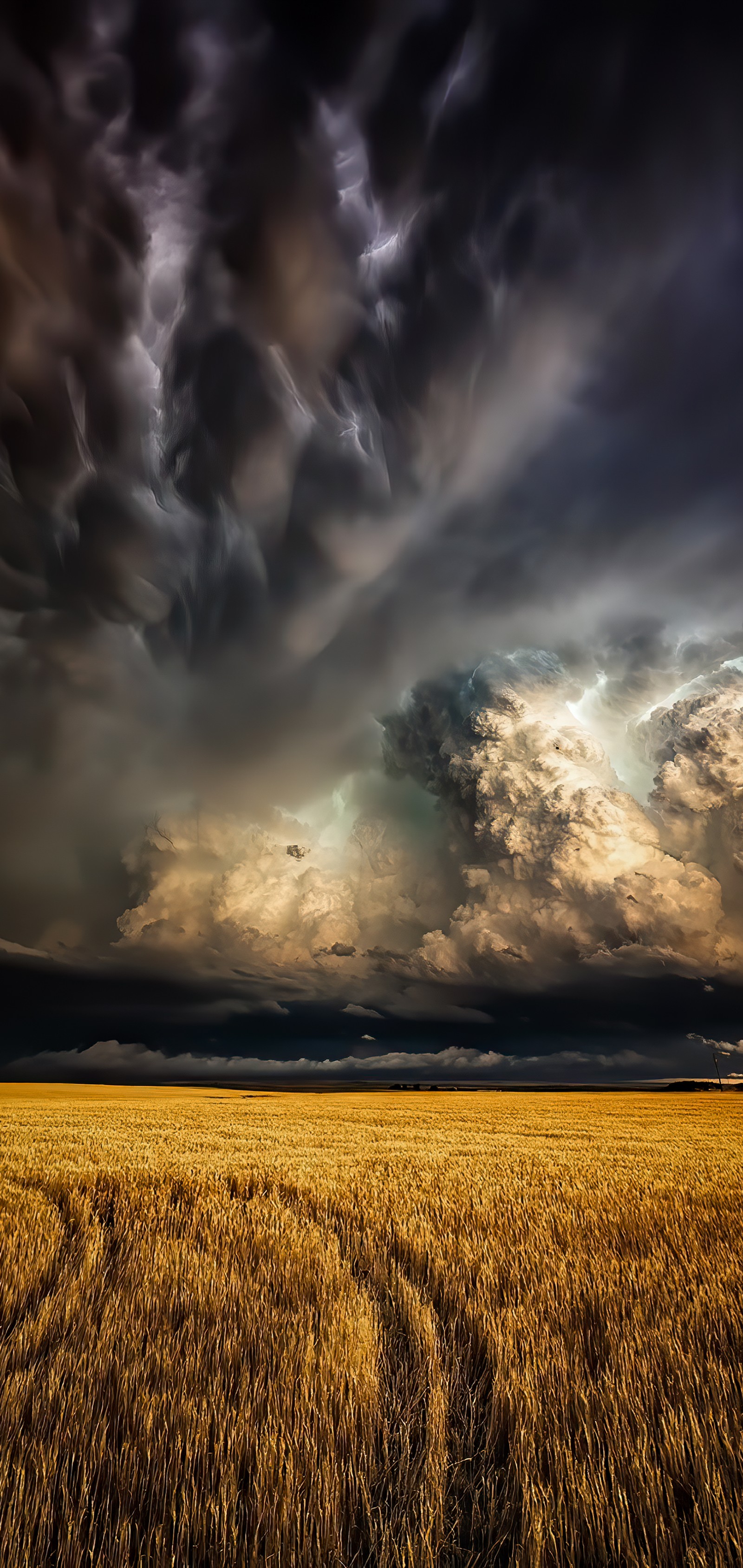 Visão aérea de um campo de trigo sob um céu nublado (nuvem, tempestade, planta, atmosfera, paisagem natural)