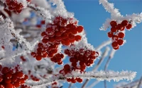 Von Frost bedeckte Vogelbeeren vor einem klaren blauen Himmel.