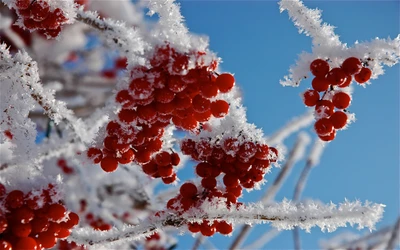 Berries de serbal cubiertos de escarcha contra un cielo azul claro.