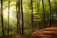 Luz solar filtrándose a través de un antiguo bosque de frondosas del norte