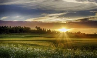 Lever de soleil doré sur des prairies luxuriantes