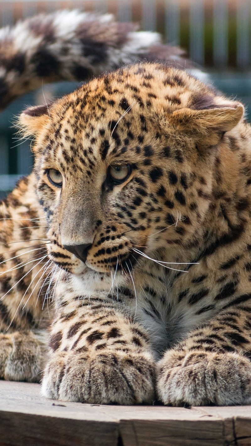 Леопард лежит на столе (леопард, гепард, снежный барс, усы, кот)