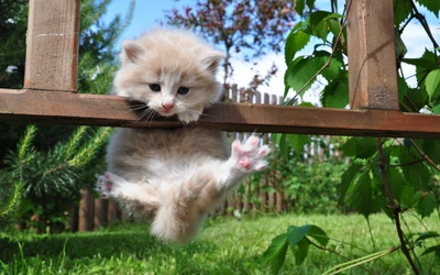 Adorable gatito de bosque noruego colgando juguetonamente de una cerca