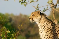 Cheetah in the wilderness, poised amidst grasslands near Victoria Falls.