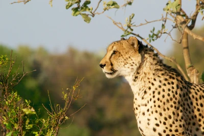 Guépard dans la nature, prêt au milieu des prairies près des chutes Victoria.