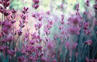 Flores de lavanda delicadas na serenidade da primavera