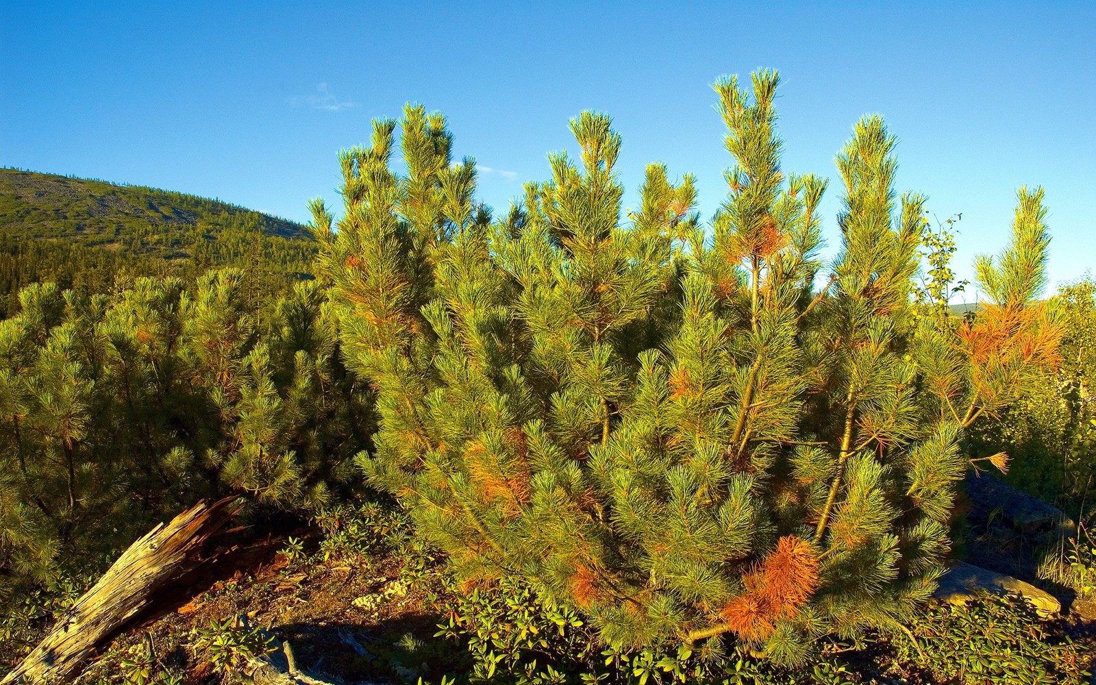 Lade vegetation, lärche, baum, sibirien, siberia Hintergrund herunter