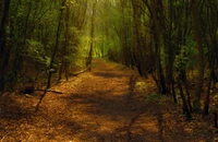 Sentier tranquille à travers une forêt ancienne