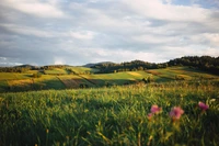 Paisagem de pastagem vibrante com fundo montanhoso e flores silvestres