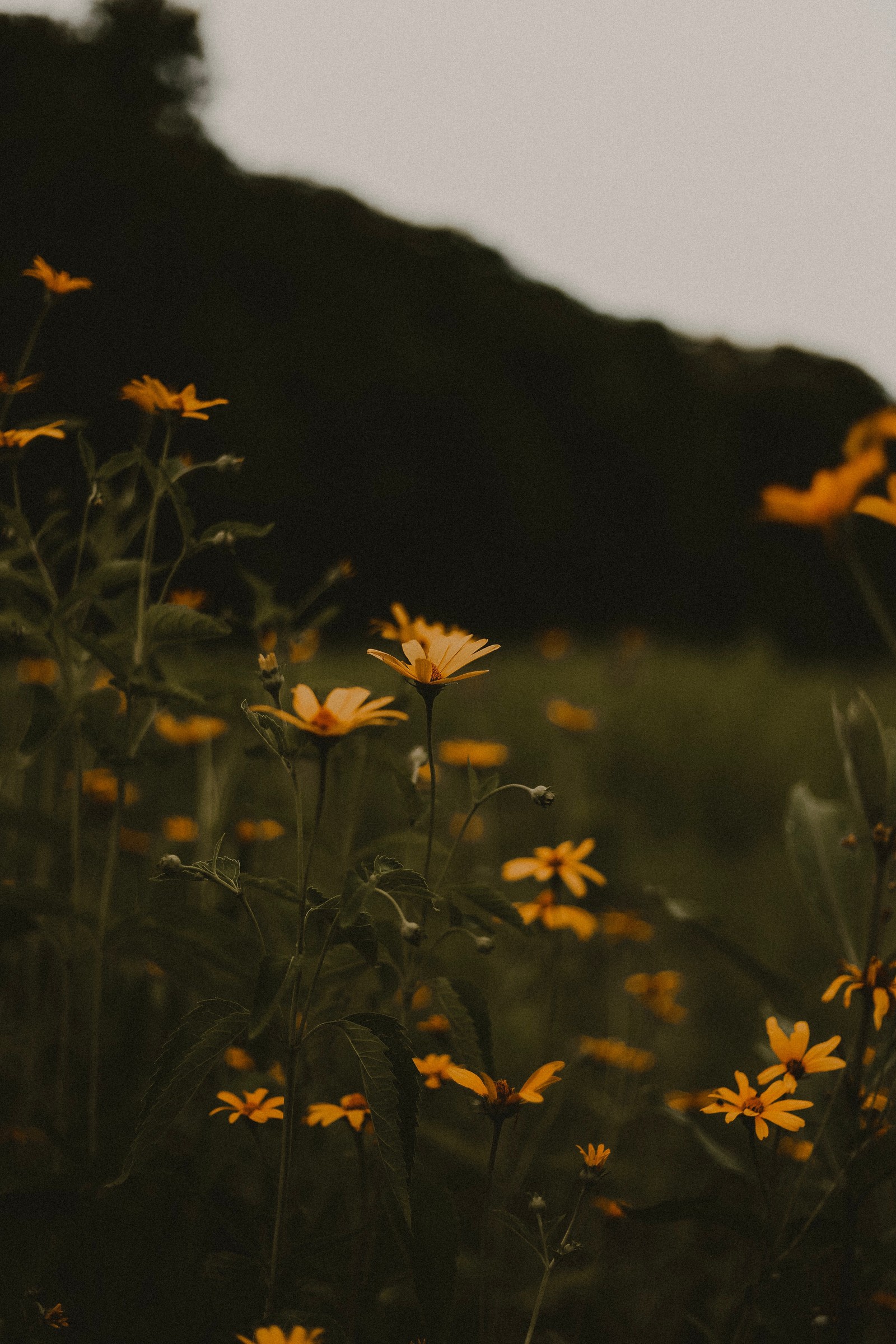 Flores amarillas en un campo con una montaña al fondo (noche, naranja, hoja, fábrica, flor)