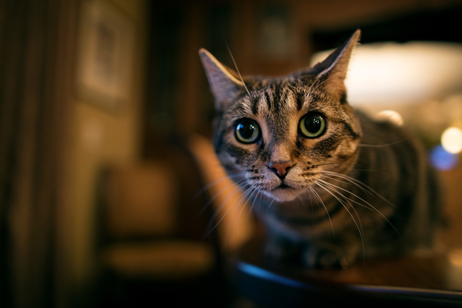 Lade gato, schnurrhaare, augen, schnauze, kleine bis mittelgroße katzen Hintergrund herunter