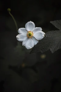 Delicadas flores de cerezo blancas en un fondo oscuro, mostrando sus intrincados pétalos y su vibrante centro.