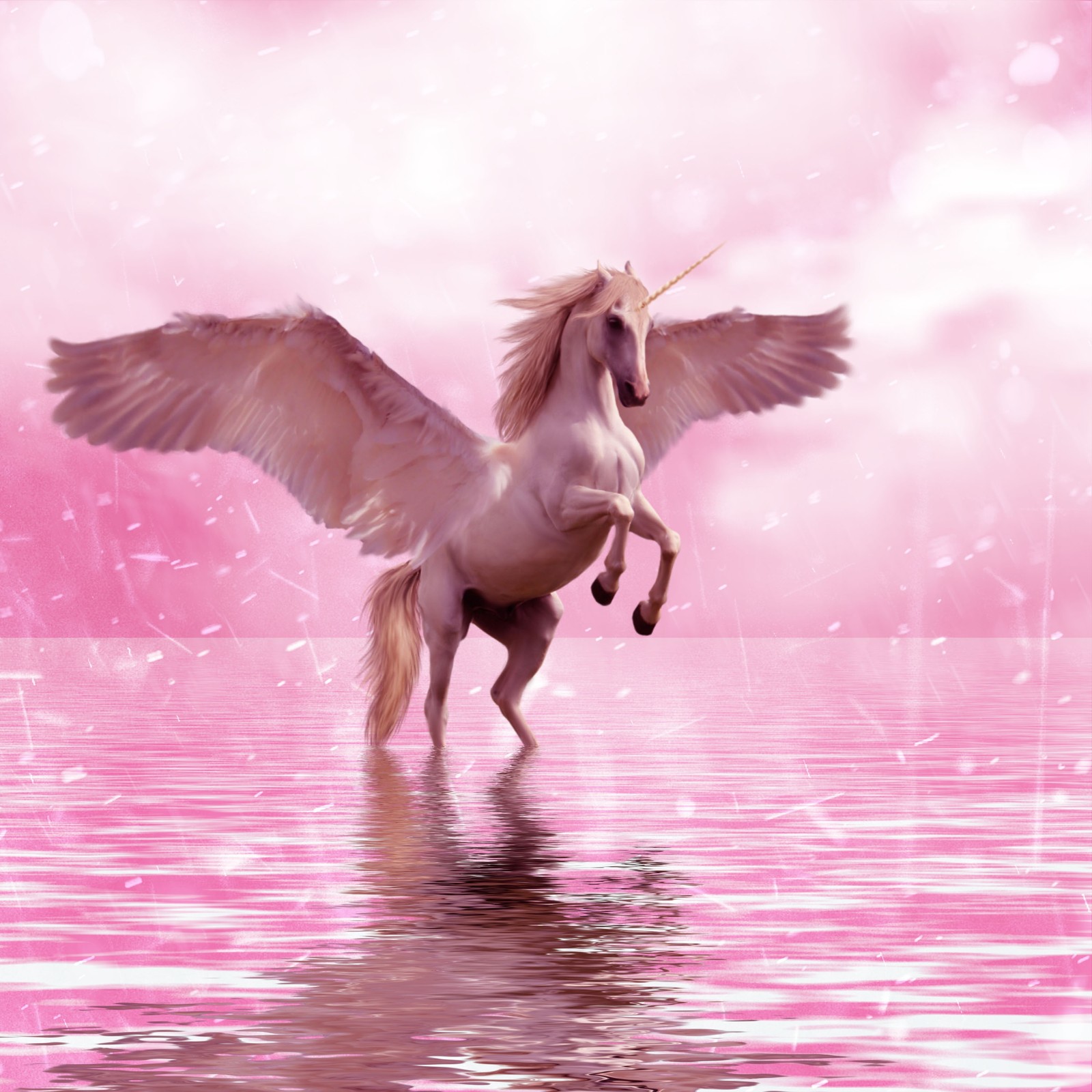 Unicorn with wings spread out in water with pink sky in background (unicorn, pegasus, horse, wing, pink)