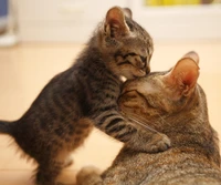 A heartwarming moment of a kitten giving a gentle kiss to its mother.