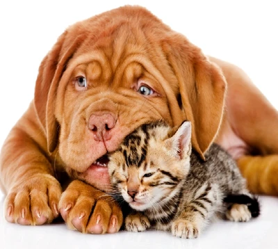 dog and cat