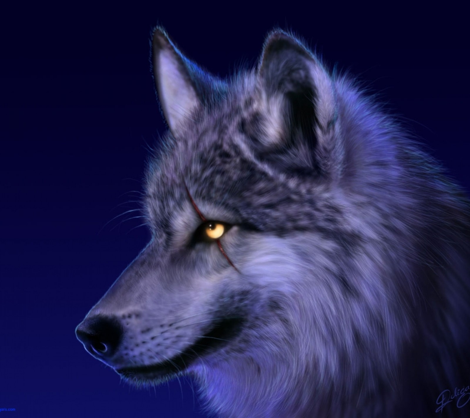 Un primer plano de un lobo con ojos amarillos sobre un fondo oscuro (serkan, serkoooo)