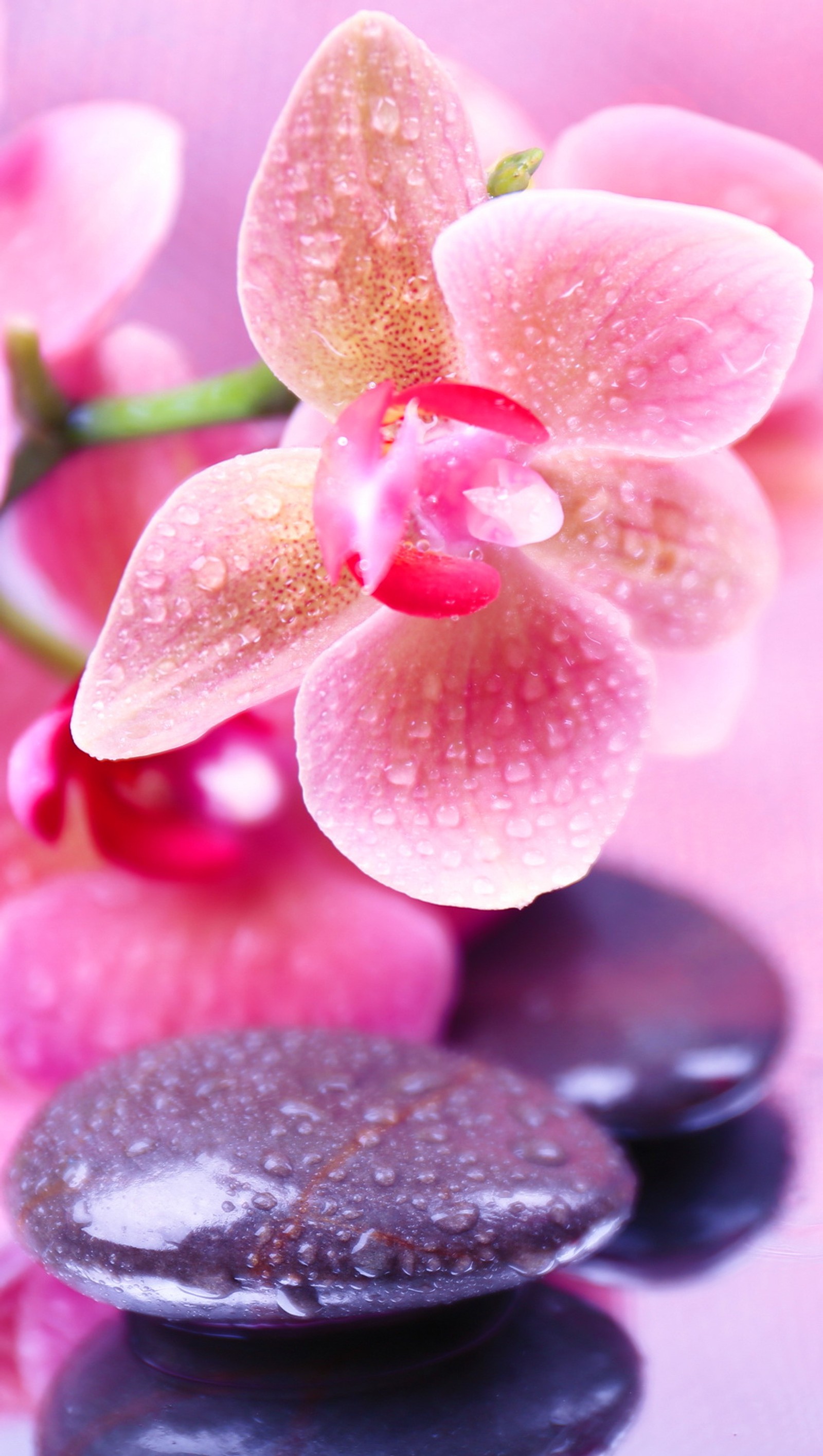 Há uma flor rosa e algumas pedras pretas em uma superfície rosa (gotas, flor, orquídea, rosa, relaxamento)