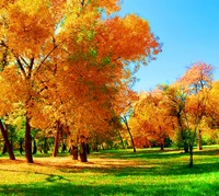 Feuillage d'automne vibrant sous un ciel bleu clair