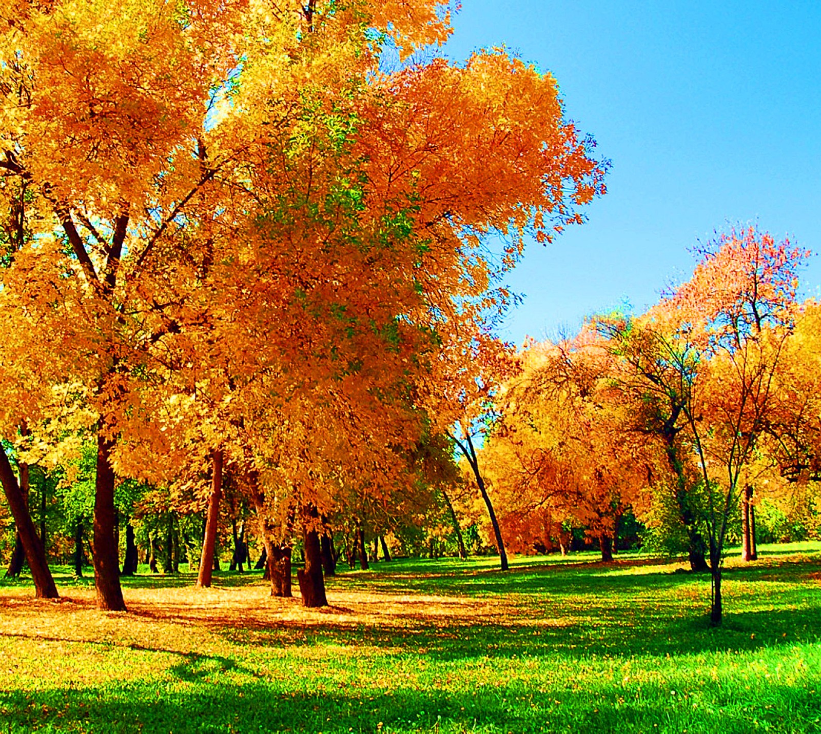 Árvores com folhas laranja em um parque com céu azul (outono, folhas)