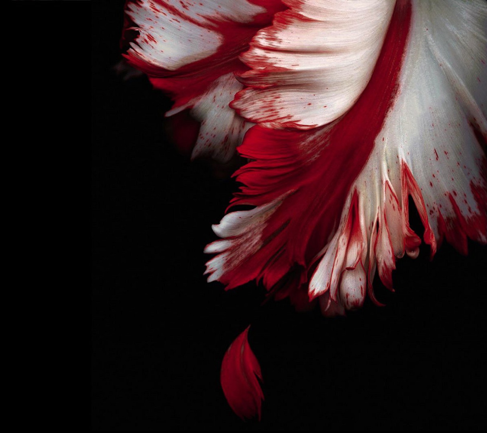 There is a red and white feather on a black background (blood, red, twilight)