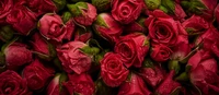 Rosas rojas vibrantes con gotas de rocío