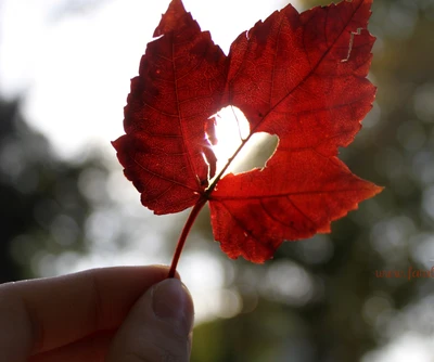 Herz des Herbstes: Ein Blatt der Liebe