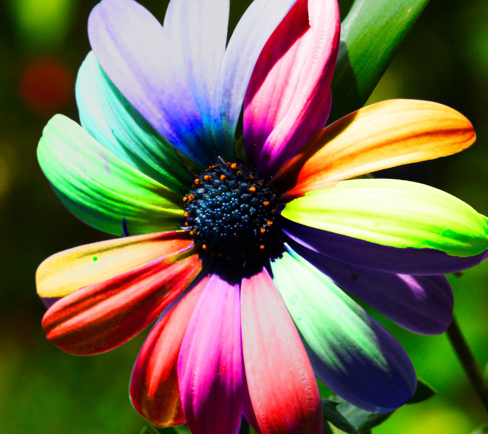 Flor colorida com um centro preto e um caule verde (colorido, flor, hd)