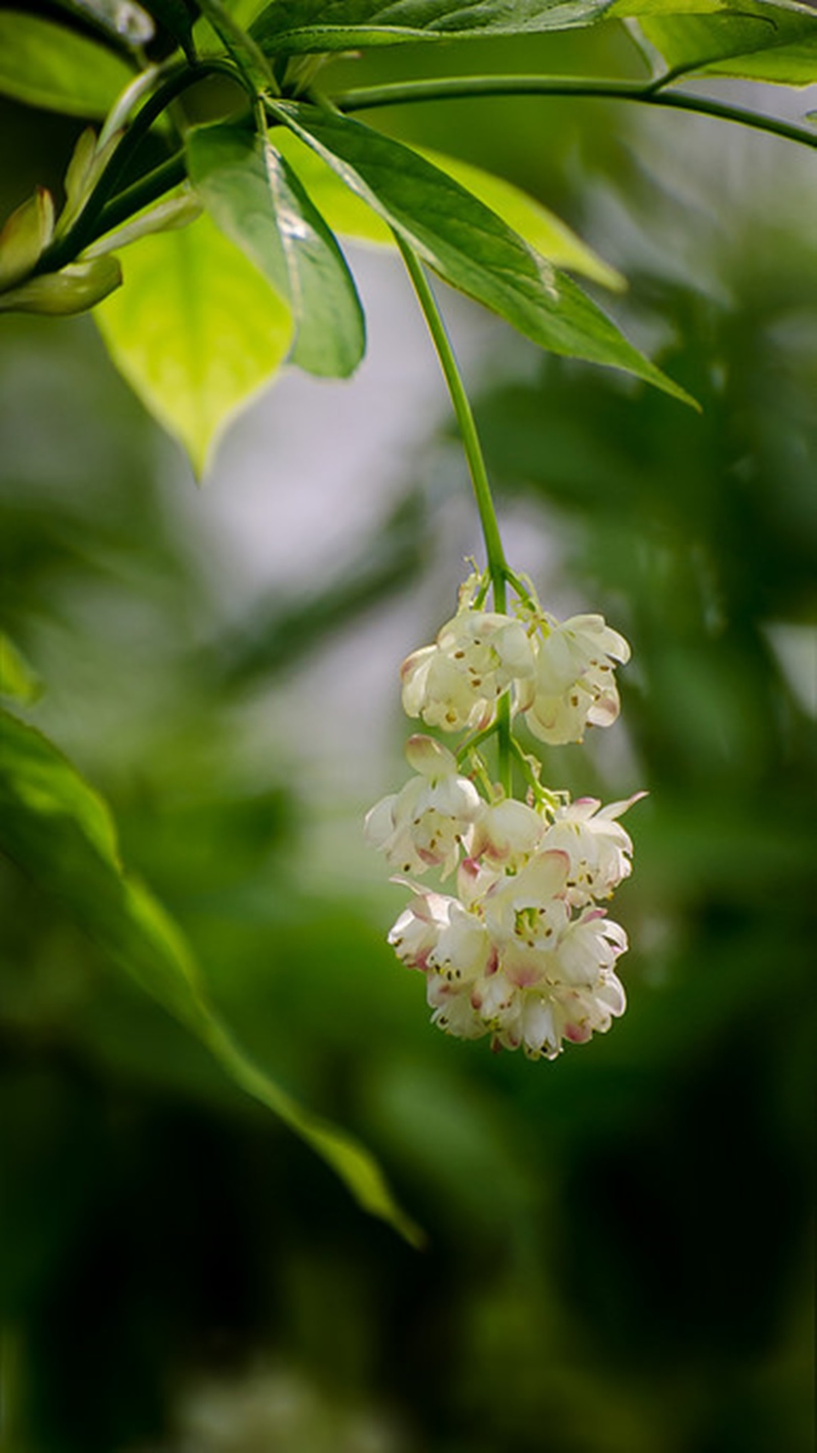 Uma pequena flor branca pendurada em um galho de árvore (flor, inverno)