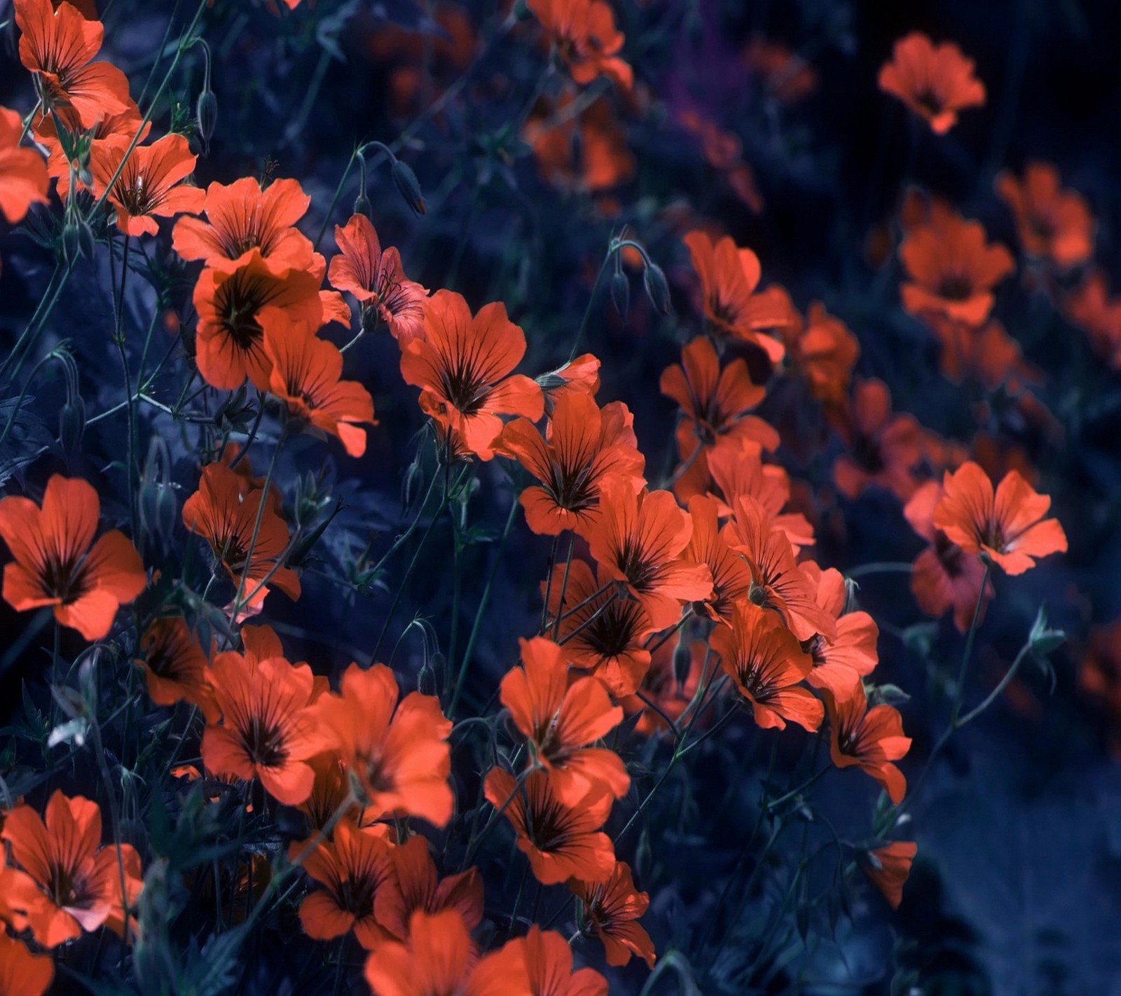 Viele rote blumen, die im gras wachsen (schönheit, blumen, natur, orange, rot)