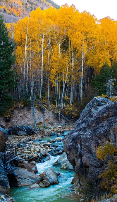 zoran, paisagens florestais de outono, outono, autumn backgeound, autumn nature