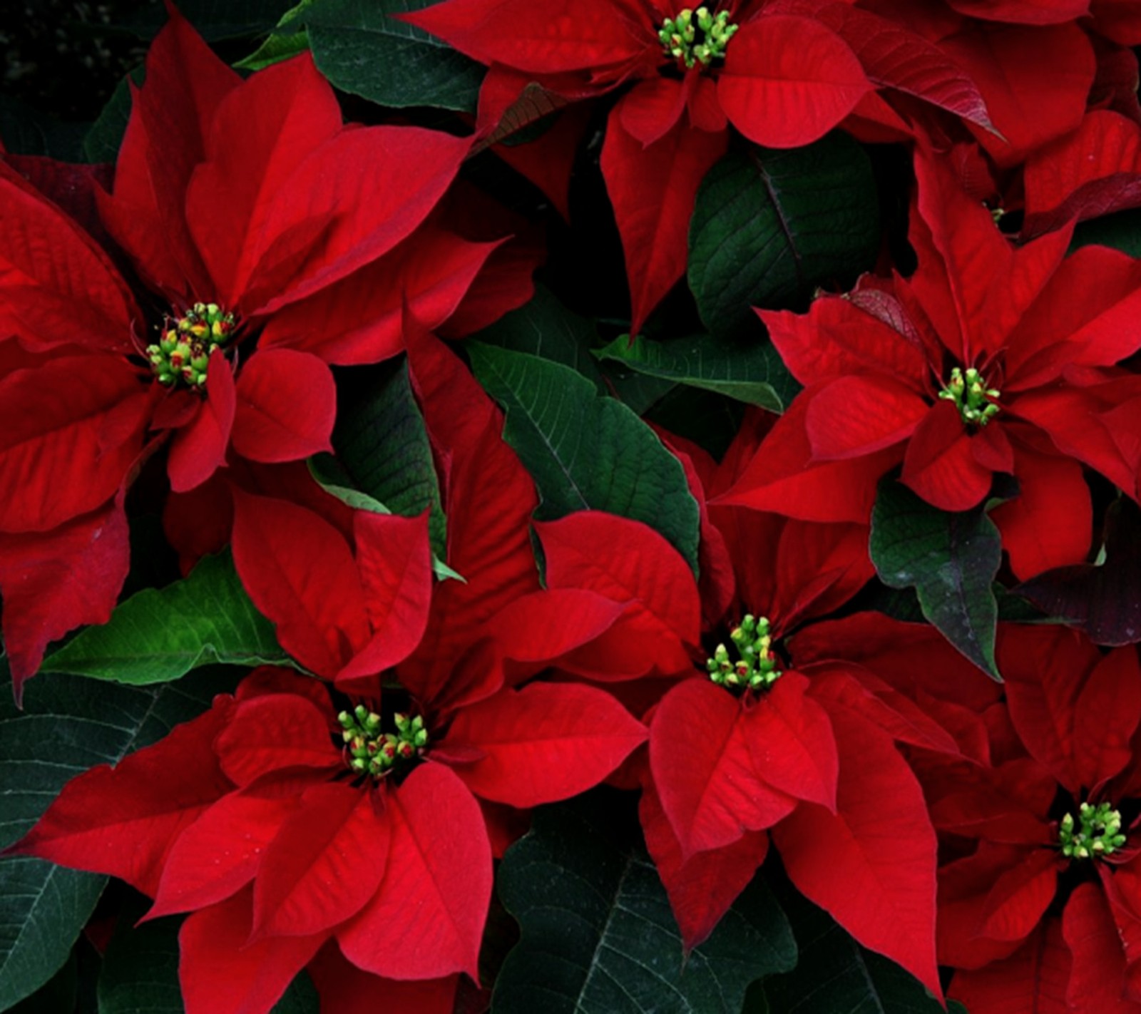 Un primer plano de un montón de poinsettias rojas con hojas verdes (hermoso, casa)