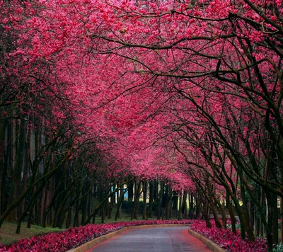 Frühling Blüten: Ein Blätterdach aus rosa Kirschbäumen