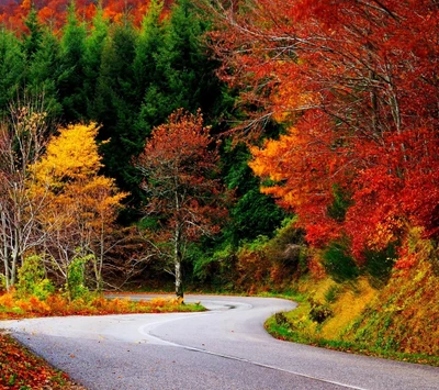 herbst, schön, wald, blätter, natur