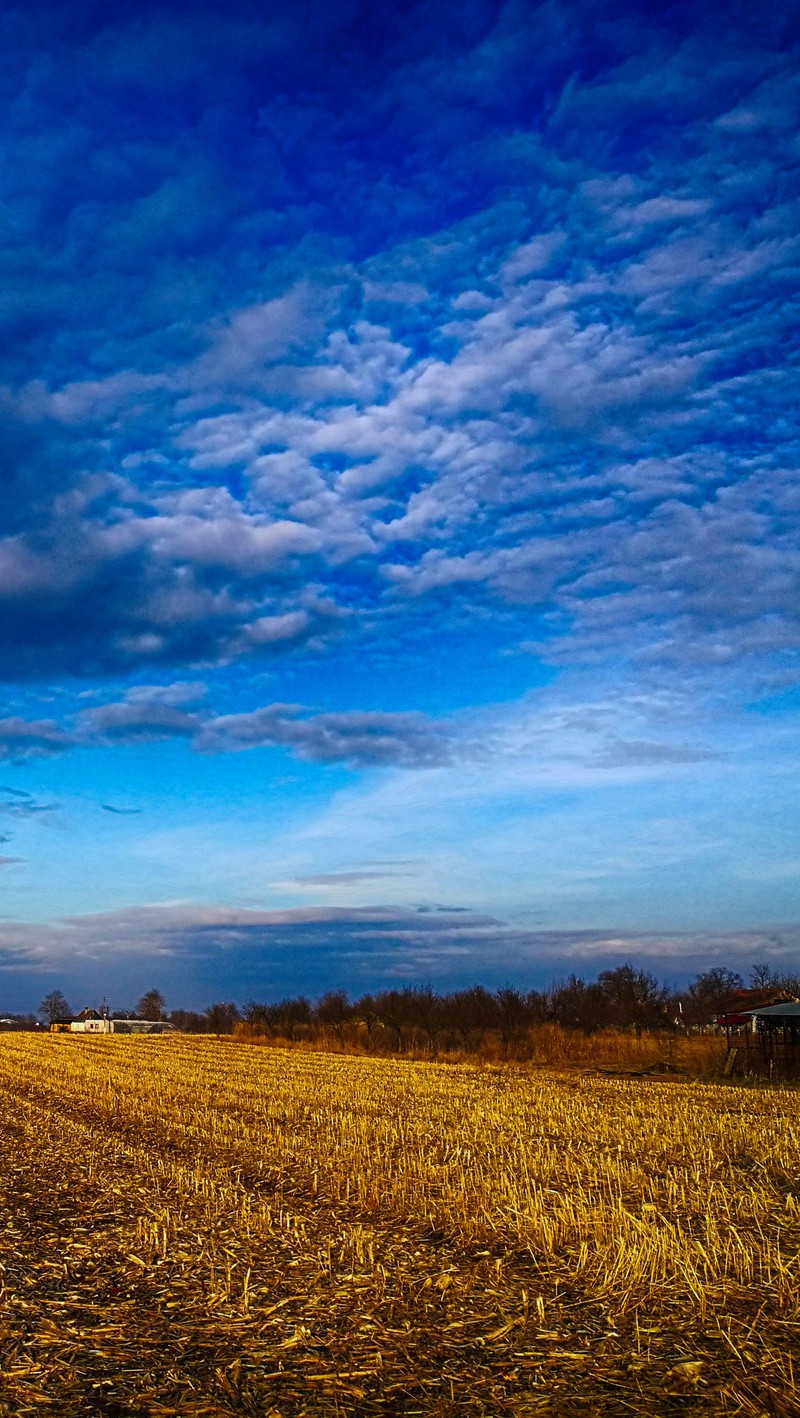 Un campo con un árbol solitario y un cielo azul (belleza, plata)