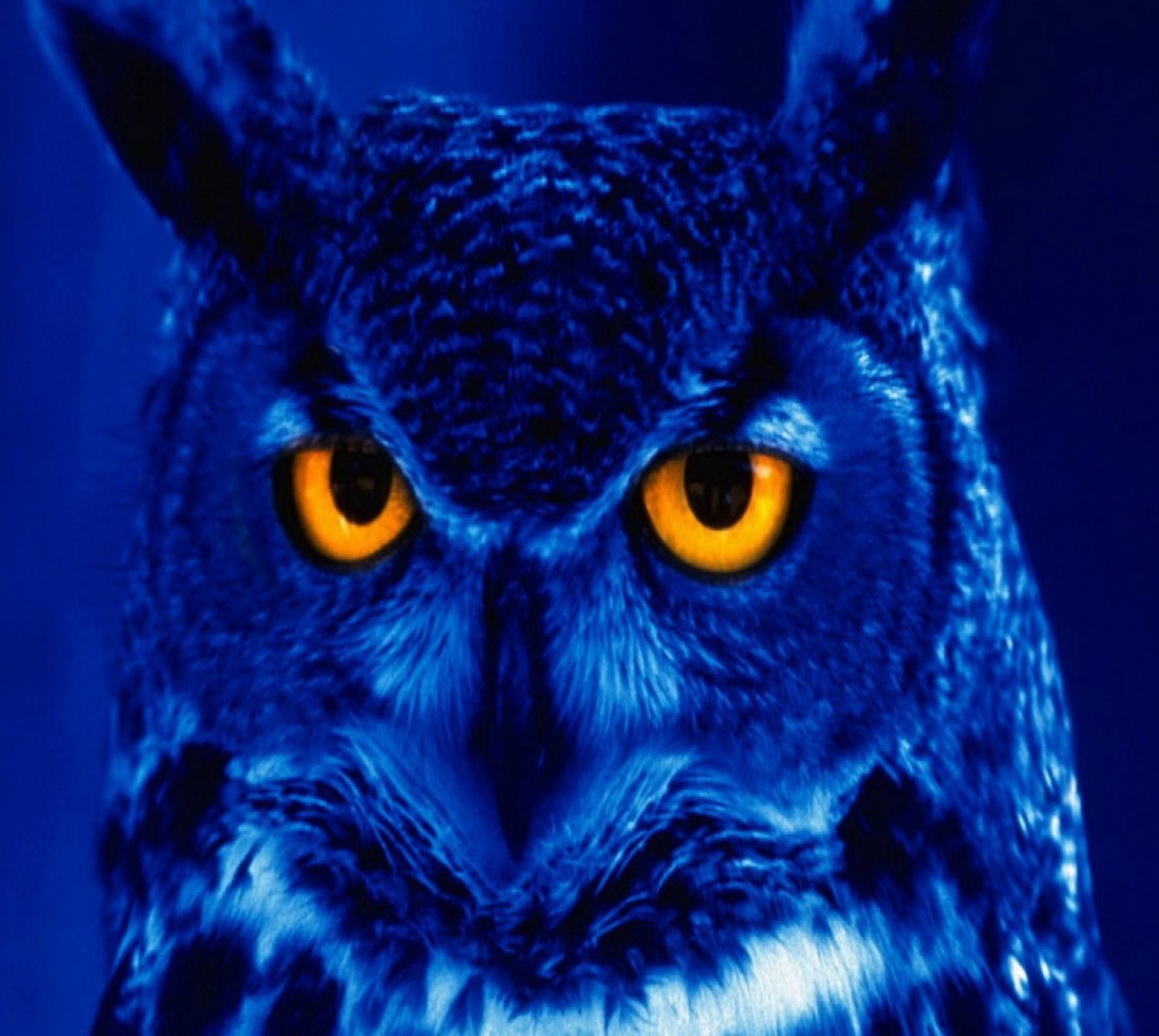 A close up of a blue owl with yellow eyes and a black background (abej, beograd, owl)