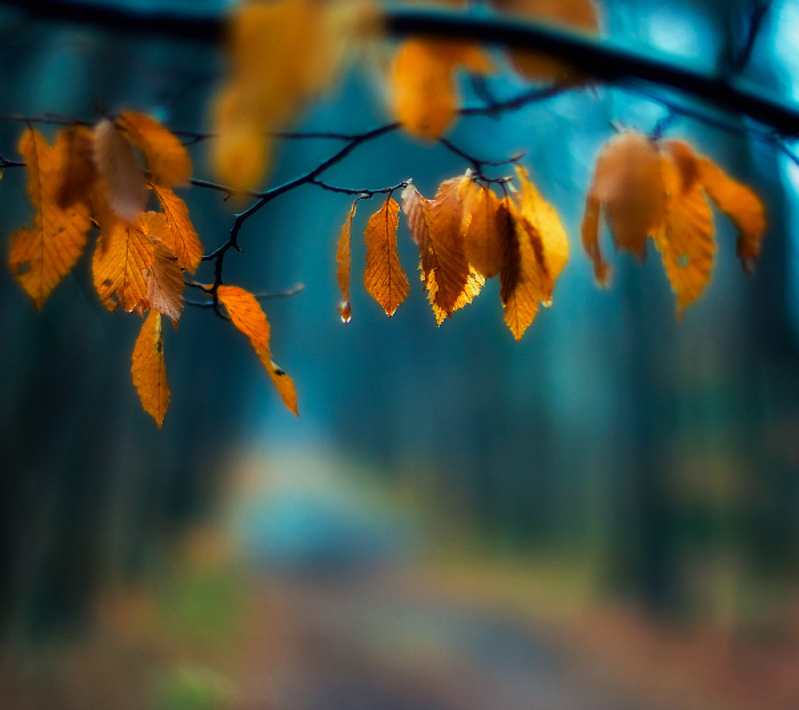 blue, branch, leaves, orange, path wallpaper