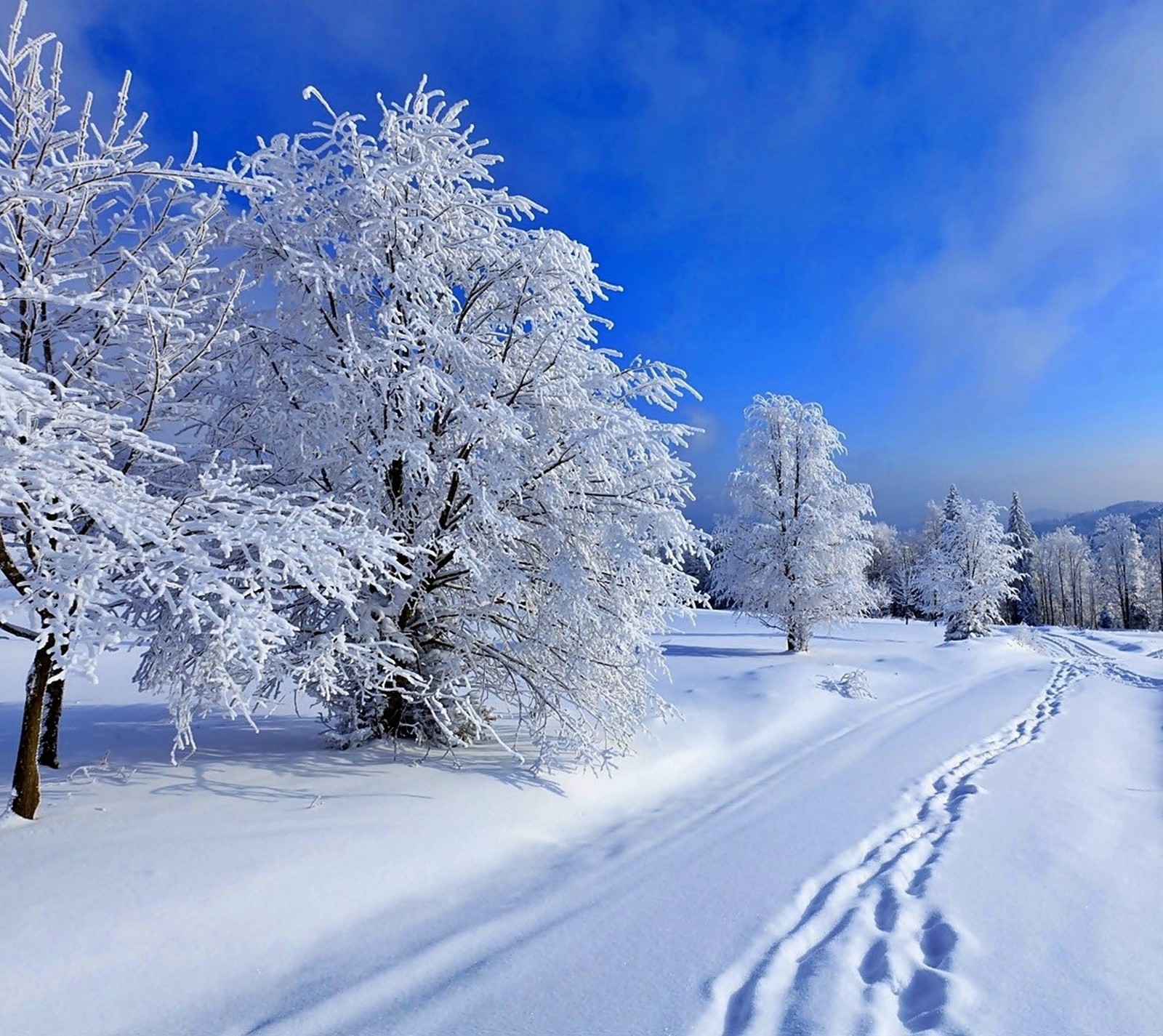 Verschneite bäume säumen einen weg in einem verschneiten feld mit blauem himmel (frozen, landschaft, natur, schnee, winter)