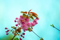 Zarte rosa Blüten gegen einen hellen Himmel