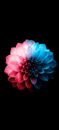 Design floral vibrant en bleu et rose sur fond sombre