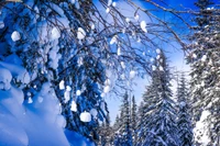 Frostige Baumäste, geschmückt mit Schnee in einem Winterwunderland