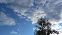 Nuages cumulus et arbre tranquille sous le ciel diurne