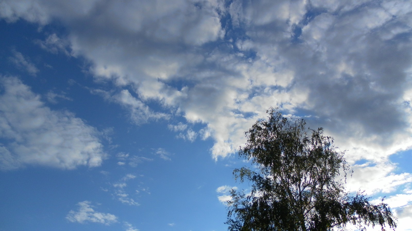 Ein baum steht im gras unter einem bewölkten himmel (kumulus, wolke, tageszeit, baum, atmosphäre)