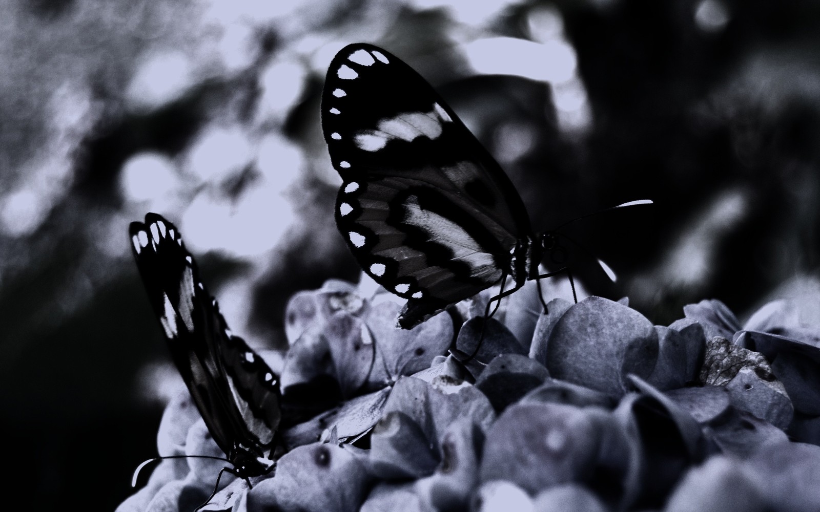 Des papillons sur une fleur avec un fond noir et blanc (papillon, noir et blanc, insecte, monochrome, papillons de nuit et papillons)