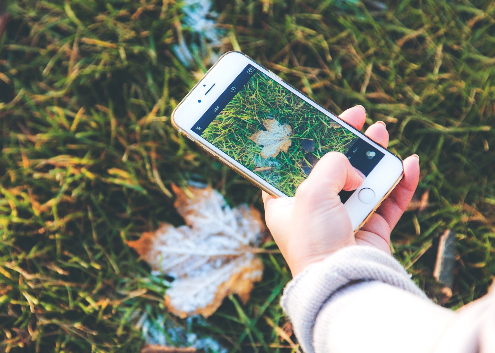 smartphone, apple, grass, hand, leaf wallpaper