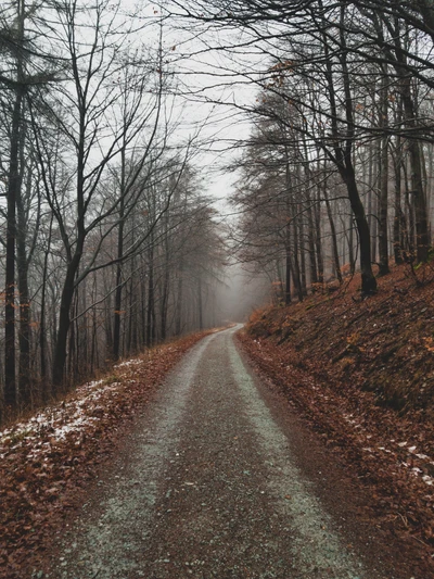 Sentier forestier brumeux à travers des arbres sans feuilles