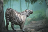 weißer tiger, löwe, bengalischer tiger, felidae, weißer löwe