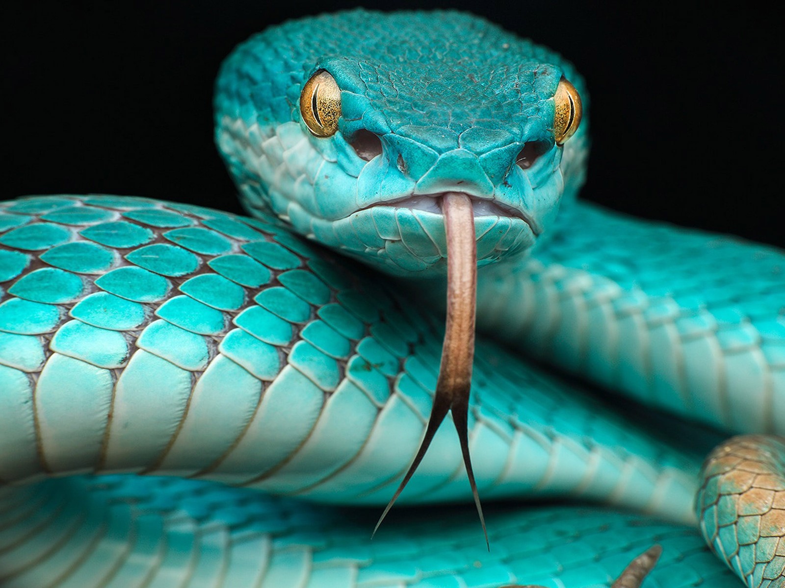 Um close de uma cobra azul com uma língua longa (azul, cobra, réptil, subaquático, bico)