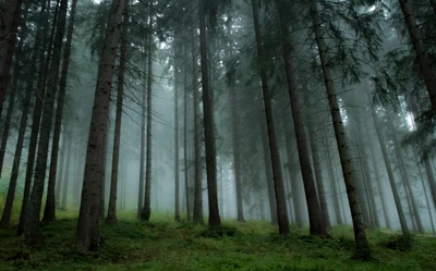 kiefer, baum, wald, waldland, natur